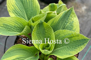 Hosta 'Hampshire County'