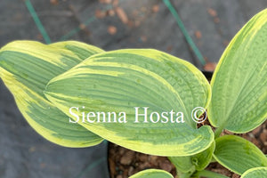 Hosta 'Crocodile Socks'