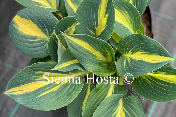 Hosta 'Timeless Beauty'