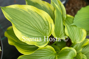 Hosta 'Cleopatra'