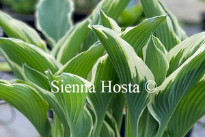 Hosta 'Tom Schmid'