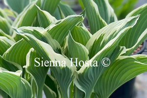 Hosta 'Tom Schmid'