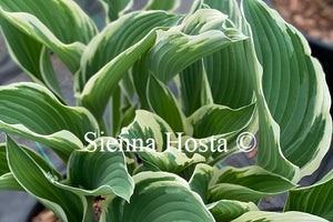 Hosta 'Tom Schmid'