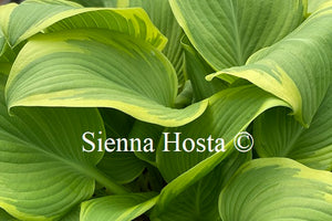 Hosta 'Mount Everest'