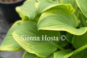 Hosta 'Mount Everest'