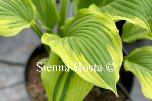 Hosta 'Winter Warrior'