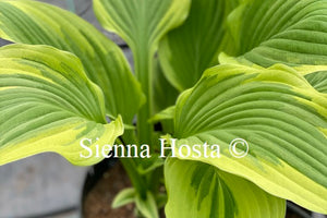 Hosta 'Winter Warrior'