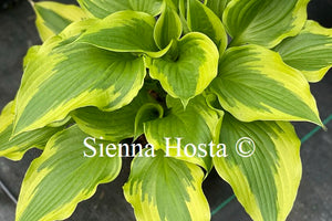 Hosta 'Bobbie Sue'