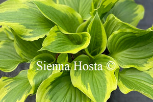 Hosta 'Bobbie Sue'