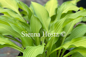 Hosta 'Pineapple Upsidedown Cake'