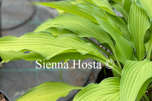 Hosta 'Pineapple Upsidedown Cake'