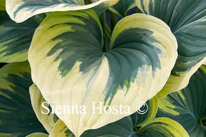 Hosta Liberty