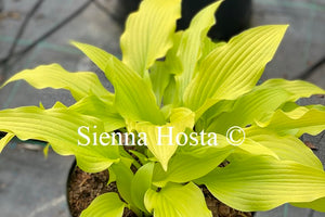 Hosta 'Hadspen Samphire'