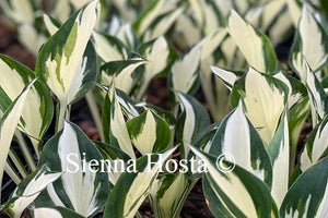 Hosta 'Fire and Ice'