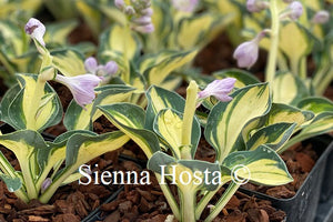 Hosta desert mouse