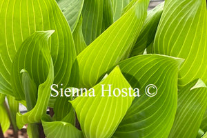 Hosta 'Purple Heart'