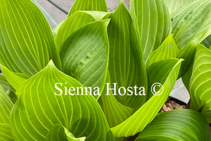 Hosta 'Purple Heart'