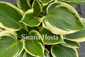 Hosta 'Lucky Number'