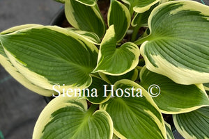 Hosta 'Lucky Number'