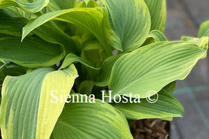 Hosta 'Emma'