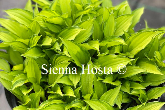 Hosta 'Twist of Lime'