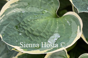 Hosta 'Christmas Tree'