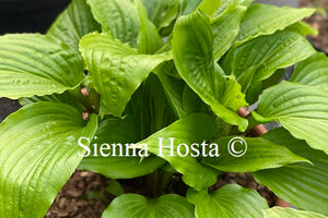 Hosta 'Invincible'