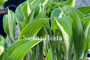 Hosta 'White Bikini'