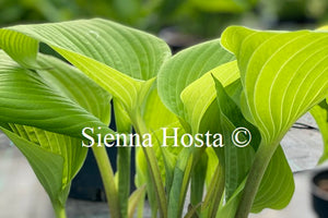 Hosta 'School Bus'