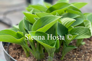 Hosta 'Purbeck Mist'