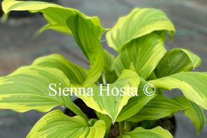 Hosta 'Winter Warrior'