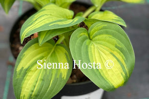 Hosta 'Light of Day'