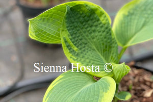 Hosta 'My Friend Nancy'