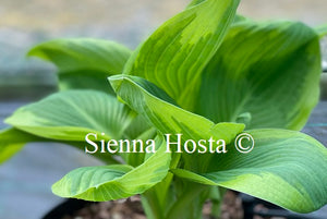 Hosta 'Master of Ceremonies'