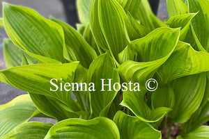 Hosta 'Don Stevens'