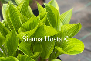 Hosta 'Don Stevens'