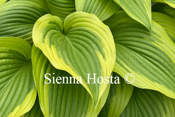 Hosta 'Percy'