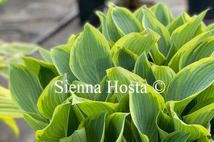 Hosta 'Sleeping Beauty'