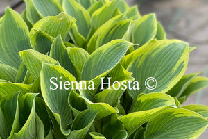 Hosta 'Sleeping Beauty'