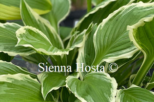 Hosta fortunei var. 'Albomarginata'