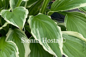 Hosta fortunei var. 'Albomarginata'