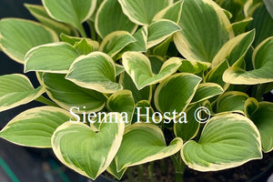 Hosta 'Diamond Tiara'