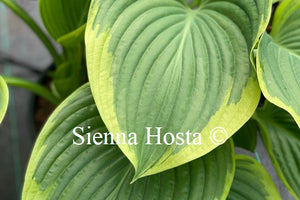 Hosta 'Victory'