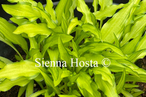 Hosta 'Lemon Zinger'