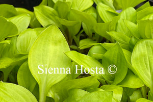 Hosta 'Golden Scepter'