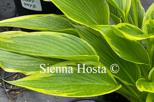 Hosta 'Fatal Attraction'