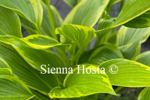 Hosta 'Fatal Attraction'