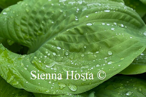 Hosta 'Sum and Substance'