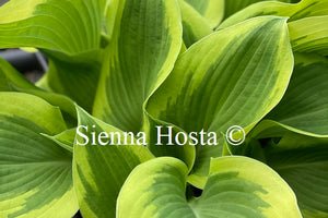 Hosta 'My Marianne'