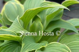 Hosta 'Poker'